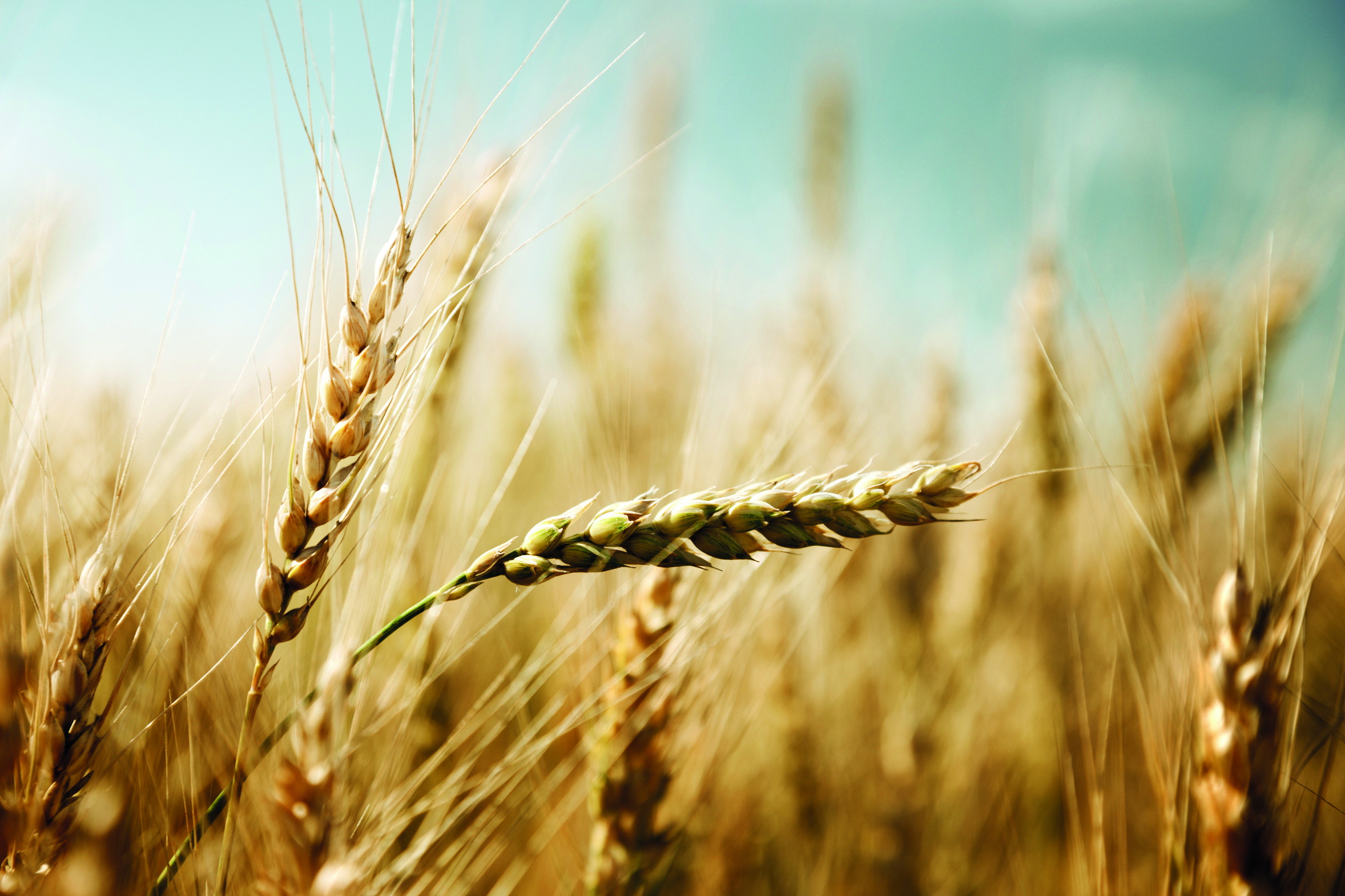golden wheat field and sunny day